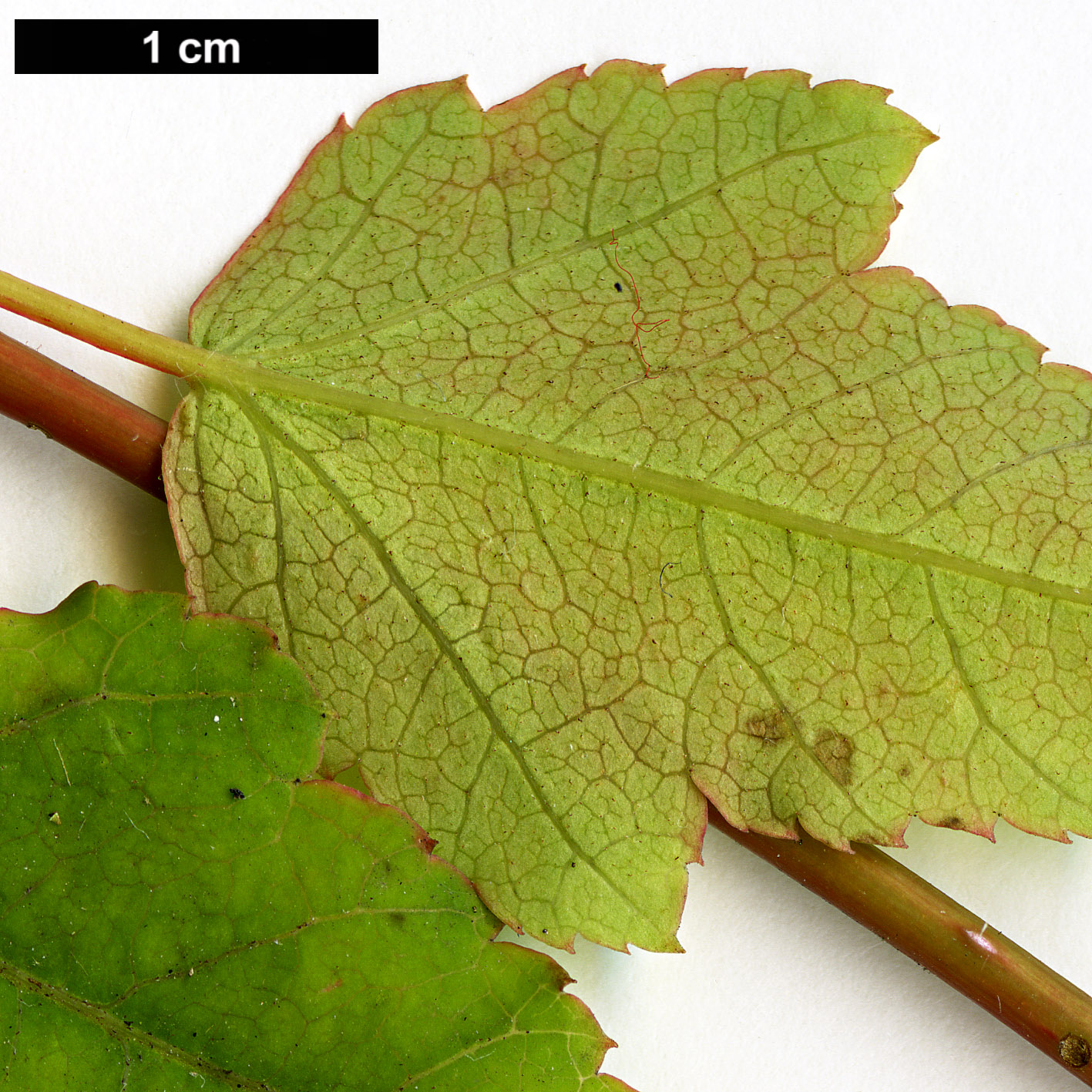 High resolution image: Family: Sapindaceae - Genus: Acer - Taxon: laxiflorum